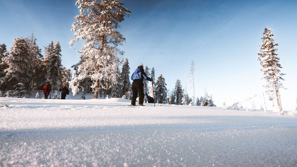 Rovaniemi: Ski Trekking Safari in Lapland - Key Points