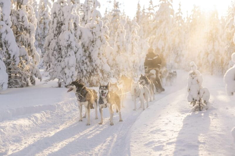 Rovaniemi: Snowmobile Safari, Reindeer & Husky Sleigh Ride - Key Points & Takeaways