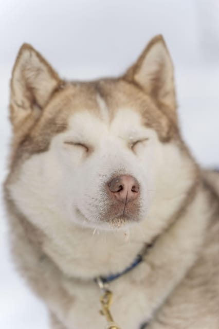 Rovaniemi: Snowmobile Safari, Reindeer & Husky Sleigh Ride - Who Should Book This Tour?