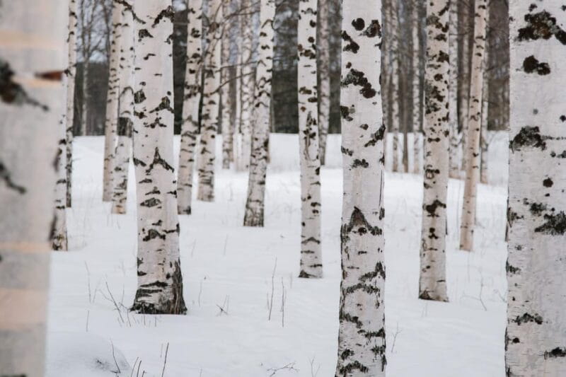 Rovaniemi: Snowshoeing in the Arctic Wilderness - Frequently Asked Questions