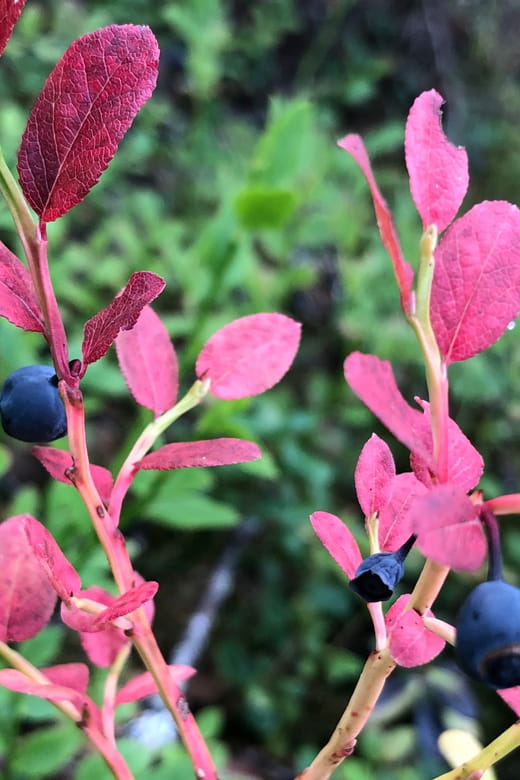 Rovaniemi : Trekking in the Heart of Nature - Key Points / Takeaways