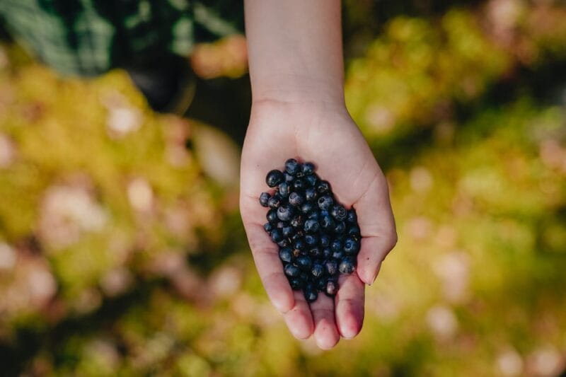 Rovaniemi : Trekking in the Heart of Nature - Entering the Lappish Wilderness