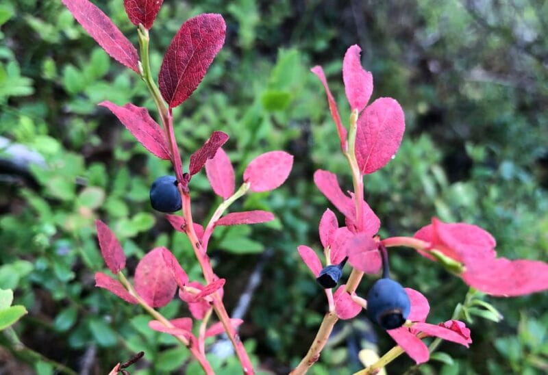 Rovaniemi : Trekking in the Heart of Nature - Logistics and Practical Details