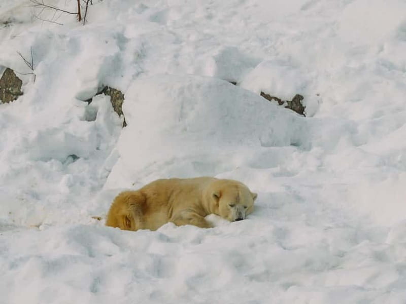 Rovaniemi: Trip to Ranua Zoo with Tickets - Price and Logistics: A Good Deal for Arctic Wildlife