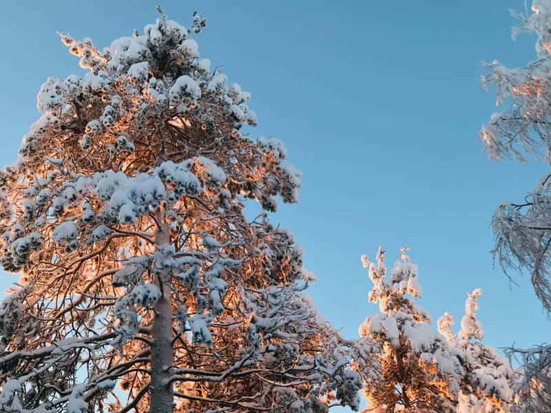 Rovaniemi: Trip to Ranua Zoo with Tickets - The Sum Up: A Genuine Arctic Encounter for Curious Travelers