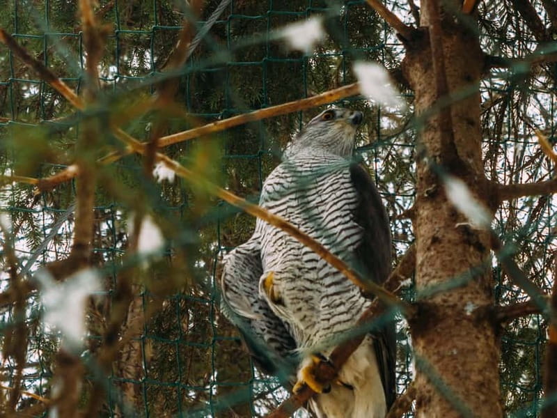 Rovaniemi: Trip to Ranua Zoo with Tickets - FAQ