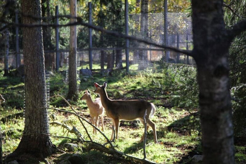 Rovaniemi: trip to the Ranua Zoo (transportation, tickets) - Who Will Love This Tour?