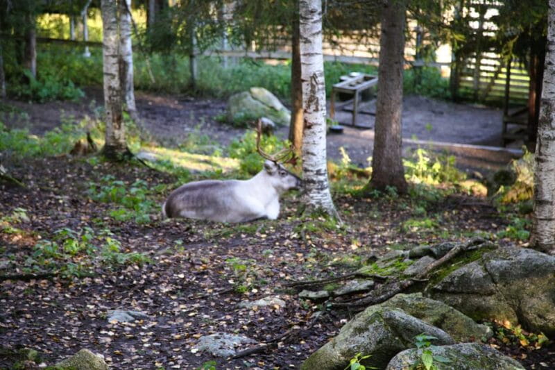 Rovaniemi: trip to the Ranua Zoo (transportation, tickets) - Final Thoughts: Is This Tour Worth It?