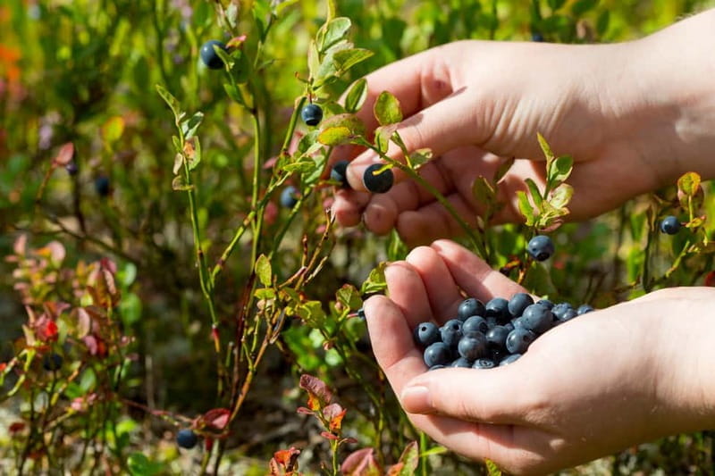 Rovaniemi: Wild Berry Picking and Juice Making - Key Points / Takeaways