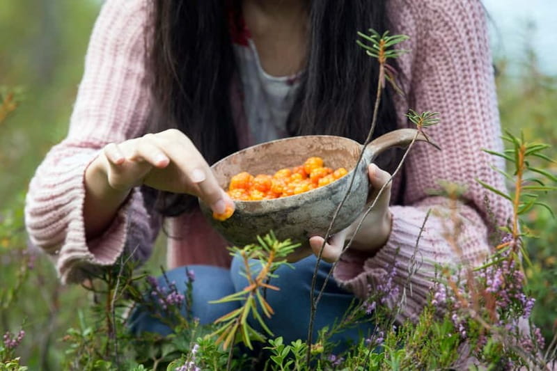 Rovaniemi: Wild Berry Picking and Juice Making - Discovering the Berry-Picking Adventure in Rovaniemi