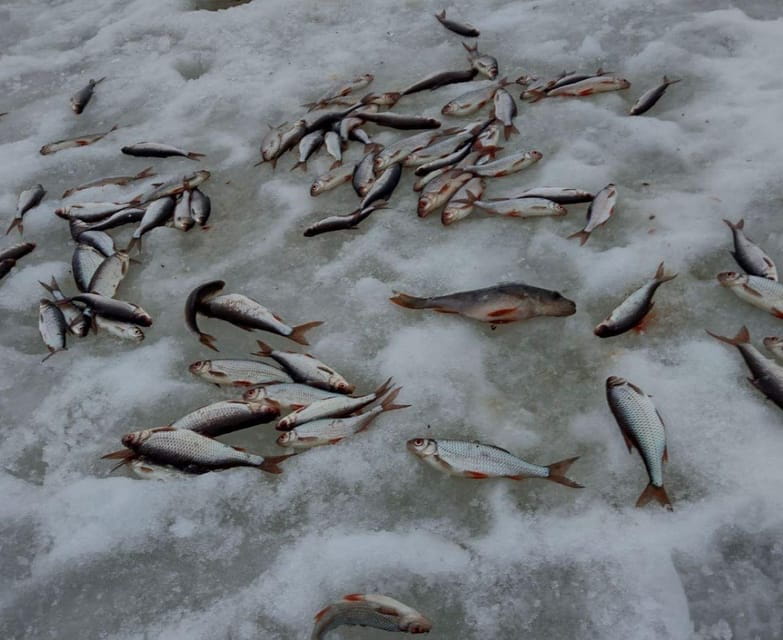 Rovaniemi: winter ice fishing tour - Exploring the Details of Rovaniemi’s Ice Fishing Tour