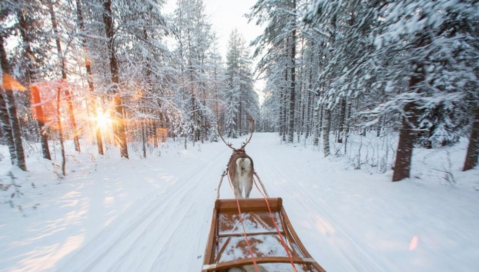 Rovaniemi: Winter Snowshoeing, Reindeer & Husky Sleigh Ride - Snowshoeing in Lappish Landscapes