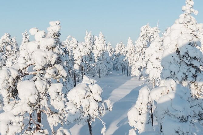 Rovaniemi: Winter Wonderland Vikaköngäs Hiking Tour & BBQ - Why This Tour Is a Great Choice