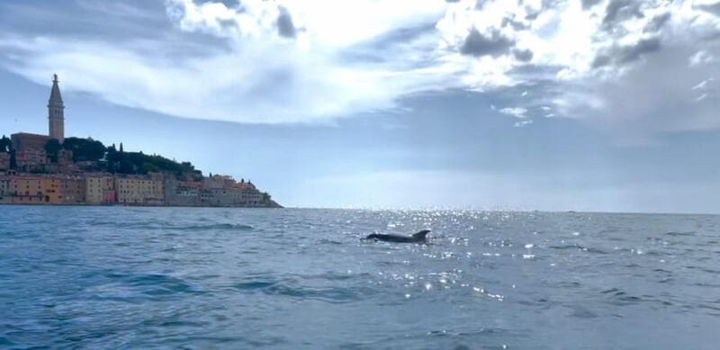 Rovinj: BUBA SUNSET KAYAK, snorkeling&driknks incuded - Key points / Takeaways
