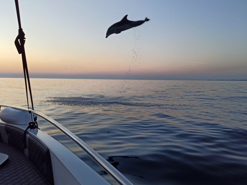 Rovinj: Dolphin Watching Sunset Speedboat Trip With Drinks - Frequently Asked Questions