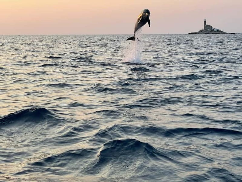 Rovinj: Dolphins at Sunset & Island Swimming Speedboat Tour - Final Thoughts: Why It’s Worth It