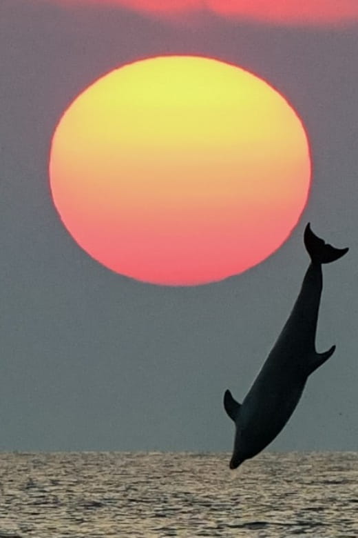 Rovinj: Family Friendly Dolphin Watching Tour - Encountering Dolphins and the Marine Environment