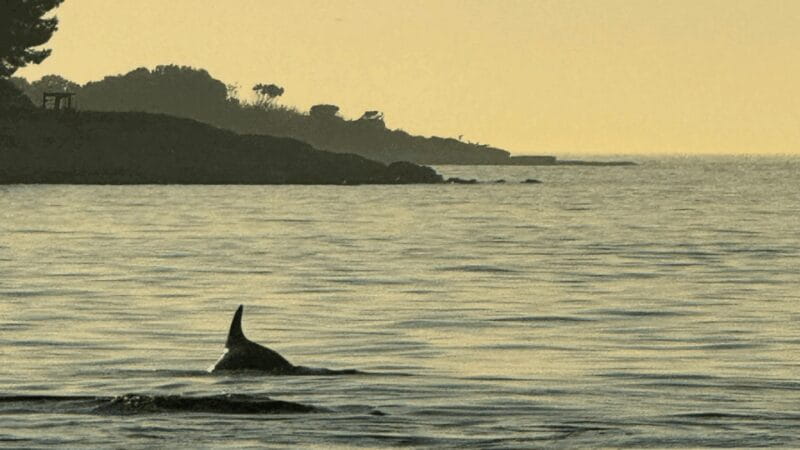 Rovinj: Family Friendly Dolphin Watching Tour - Final Thoughts