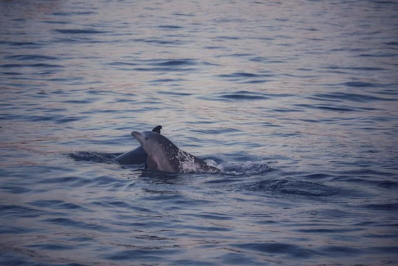 Rovinj: Fish picnic with sunset and dolphin watching - Key Points