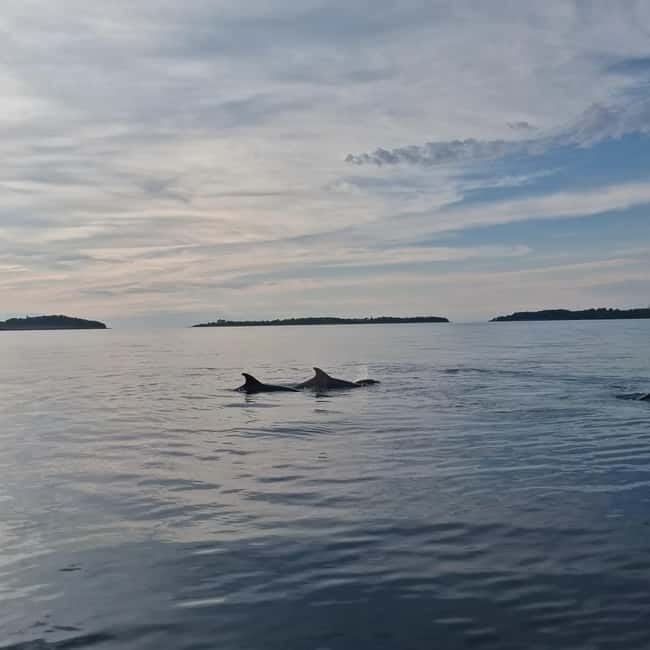 Rovinj: Shared Dolphin and Sunset Tour with Drinks - An In-Depth Look at Rovinj’s Sunset and Dolphin Tour