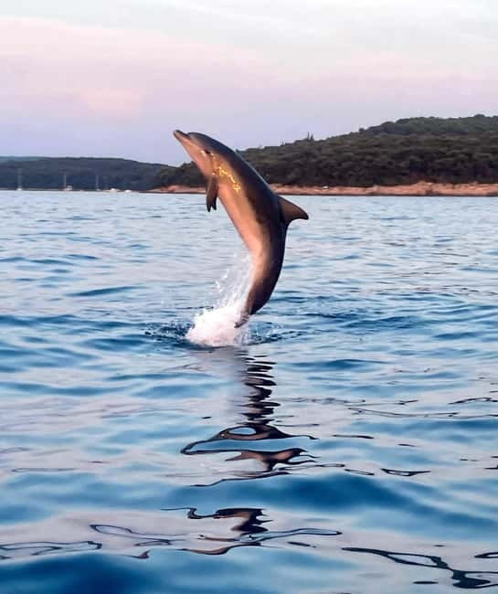 Rovinj: Shared Dolphin and Sunset Tour with Drinks - Why This Tour Stands Out