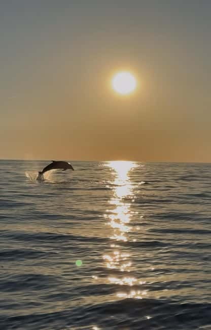 Rovinj: Shared Dolphin and Sunset Tour with Drinks - FAQ