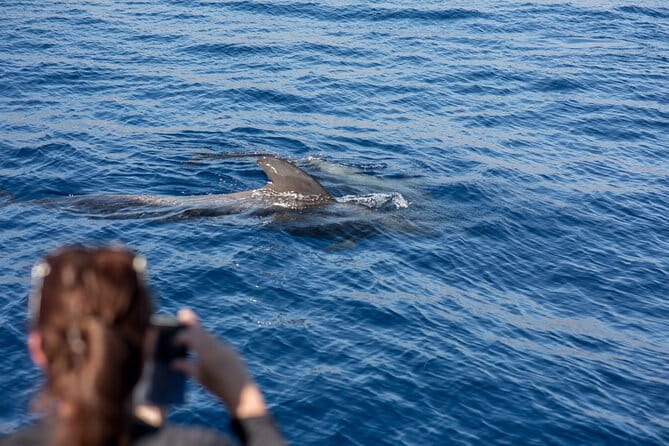 Royal Dolphin Whale watching excursion - The Experience: What to Expect and How to Prepare