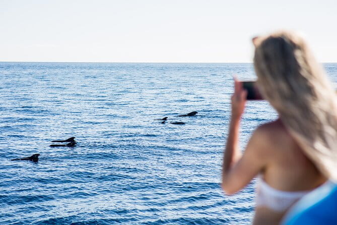 Royal Dolphin Whale watching excursion - Who Will Love This Tour?