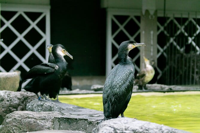 Royal Fishermens Restaurant and Cormorant Fishing Tour - Inclusion of Tour Features