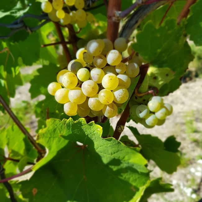 Rüdesheim - Wine tasting - A journey of pleasure through 5 wines - Exploring the Rüdesheim Wine Tasting Experience in Depth