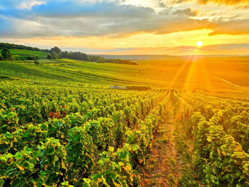 Ruinart Tasting and Fun Private Tour in Champagne - Key points / Takeaways