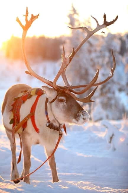 RUKA: Reindeer Feeding, Sleigh Ride & Fireside Delicacies - Key Points / Takeaways