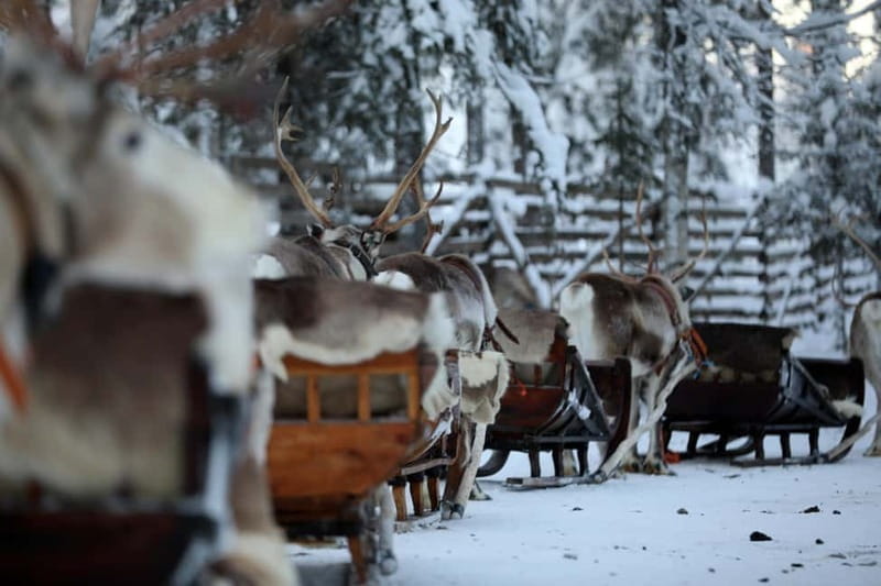 RUKA: Reindeer Feeding, Sleigh Ride & Fireside Delicacies - Exploring the Finnish Reindeer Farm: An In-Depth Look