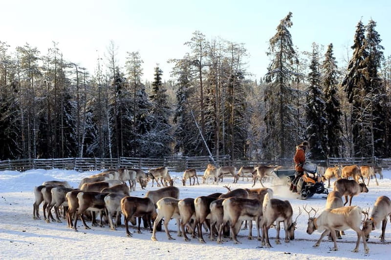RUKA: Reindeer Feeding, Sleigh Ride & Fireside Delicacies - Why This Tour Stands Out