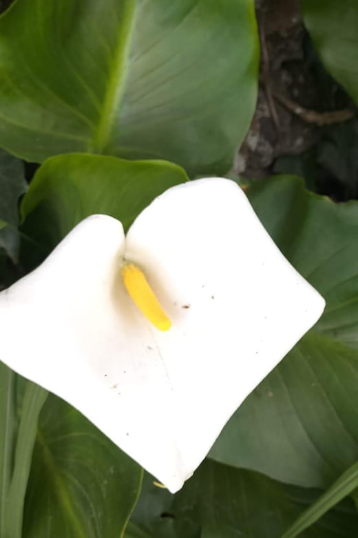 S. Miguel: Snorkeling adventure in Caloura - Price and Value