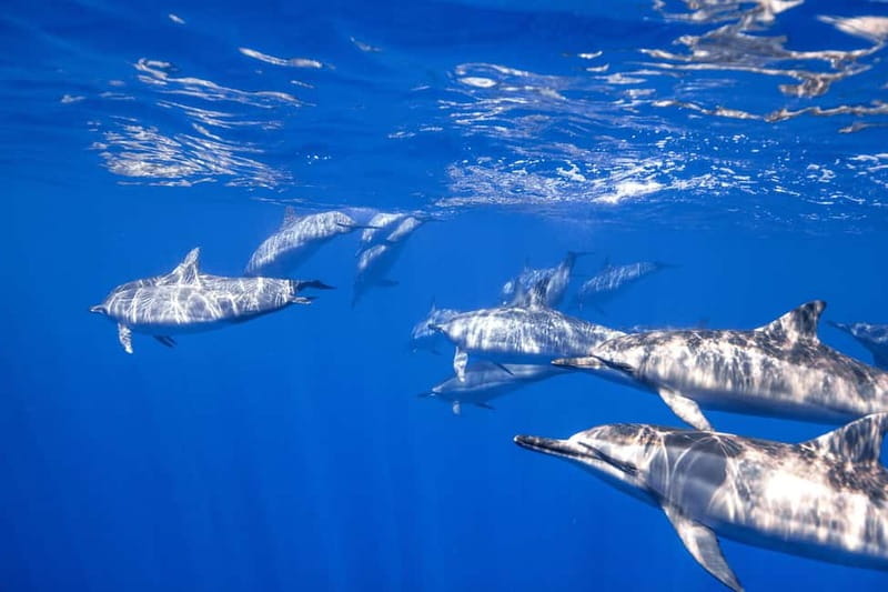 S. Tenerife: Exciting Boat Dive for Beginners to Turtle Bay - Key Points / Takeaways