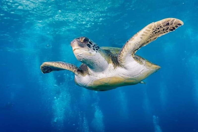 S. Tenerife: Exciting Boat Dive for Beginners to Turtle Bay - Why Choose This Experience?