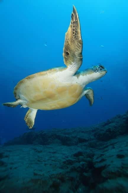 S. Tenerife: Exciting Boat Dive for Beginners to Turtle Bay - What Makes This Tour Stand Out
