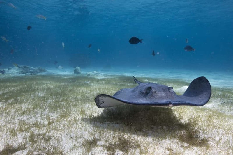 S. Tenerife: Exciting Boat Dive for Beginners to Turtle Bay - Who Is This Tour Best For?