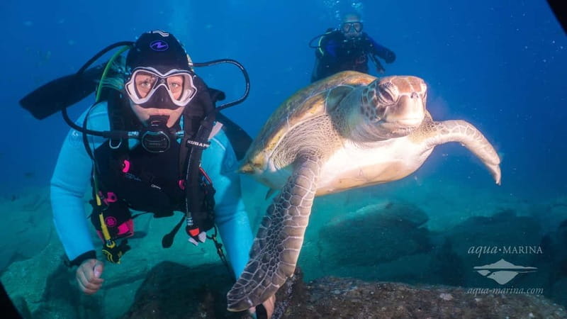 S. Tenerife: Exciting Boat Dive for Beginners to Turtle Bay - Price and Logistics