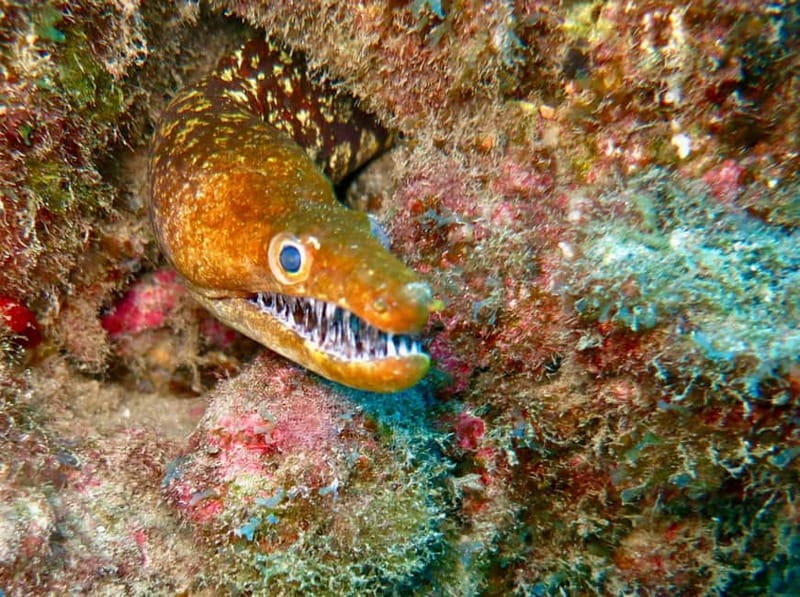 S. Tenerife: Exciting Boat Dive for Beginners to Turtle Bay - Frequently Asked Questions