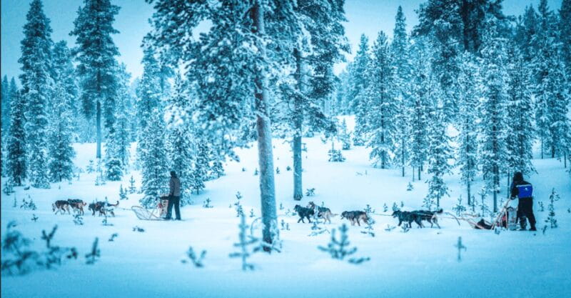 Saariselkä: Husky Safari with Aurora Borealis Hunt - Entering the Arctic Forest: What to Expect