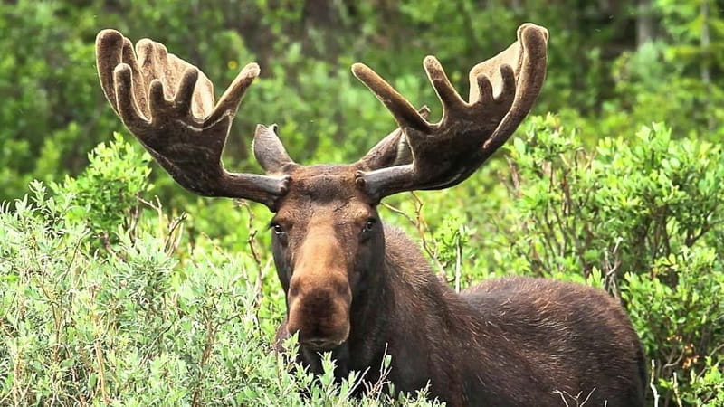 Saariselka: Moose Safari in Inari  Saariselkä - The Experience: What to Expect on the Moose Safari