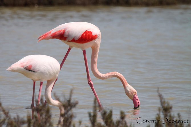 Safari 4x4 Camargue 2 Hours - Saintes Maries De La Mer - Private Tour - Meeting Details