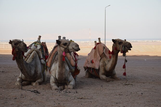 Safari Quads With Camel Ride & Star Gazing in Sharm El Sheikh - Additional Information