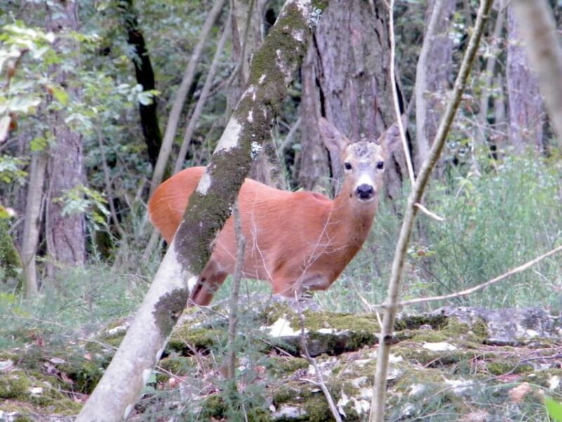 Sage Route - Price and Logistics: Analyzing the Value