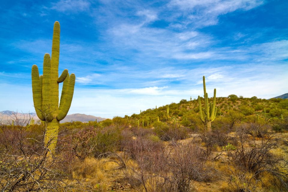 Saguaro National Park Self Guided Driving Audio Tour - Touring the Park