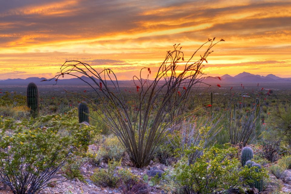 Saguaro National Park Self Guided Driving Audio Tour - Park History and Wildlife