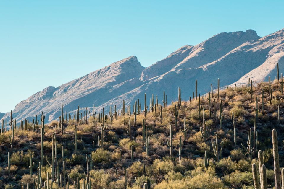 Saguaro National Park Self Guided Driving Audio Tour - Audio Guide and App