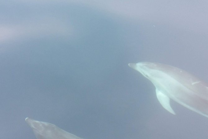 Sailing Day Trip on Tall Ship Andrea Jensen With Lunch and Wine - Cancellation Policy and Refunds